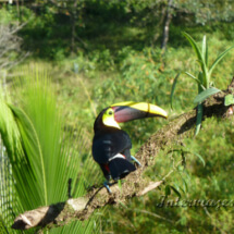 Tucan