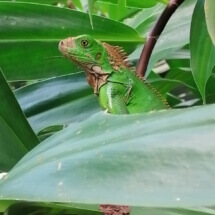 1. Iguana - Interviajes Costa Rica