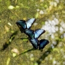 Morpho Butterfies